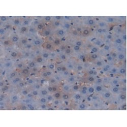 Mucin 20 (MUC20) Antibody