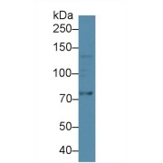 abx130060