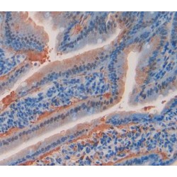 Angiopoietin 4 (ANGPT4) Antibody
