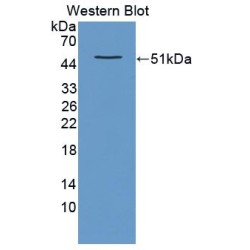 Ectonucleotide Pyrophosphatase/Phosphodiesterase Family Member 7 (ENPP7) Antibody