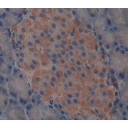 Carboxypeptidase A2, Pancreatic (CPA2) Antibody