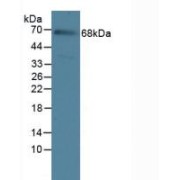 Western blot analysis of Rat Serum Tissue.