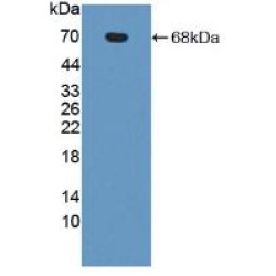 Interleukin 23 Receptor (IL23R) Antibody