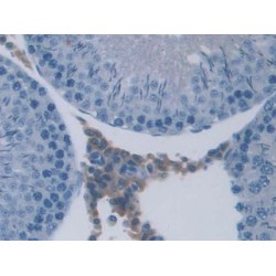 Urocortin 3 (UCN3) Antibody