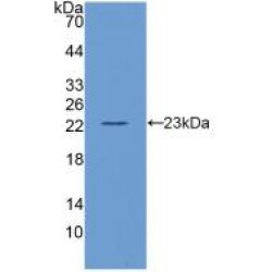 Interleukin 10 (IL10) Antibody