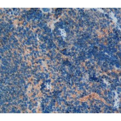 Interleukin 10 (IL10) Antibody