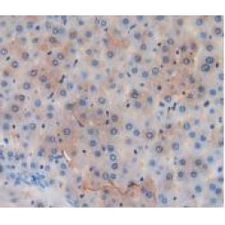 Glutathione S Transferase Alpha 4 (GSTa4) Antibody