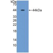 Western blot analysis of recombinant Rat MUC5B.