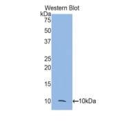 Western blot analysis of the recombinant protein.