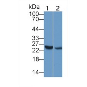 abx130193