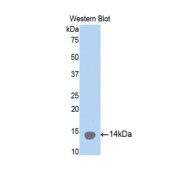 Western blot analysis of the recombinant protein.