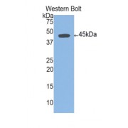 Western blot analysis of the recombinant protein.