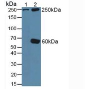 Western blot analysis of (1) Rat Serum and (2) Human HepG2 Cells.