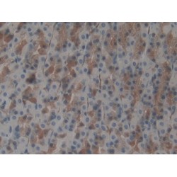 Ubiquitin-Activating Enzyme 7 (UBA7) Antibody