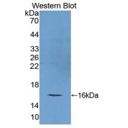 Western blot analysis of the recombinant protein.