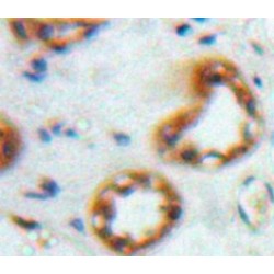 Tumor Necrosis Factor Ligand Superfamily Member 15 (TNFSF15) Antibody