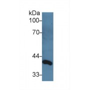 Western blot analysis of Rat Serum, using Rat dLK1 Antibody (3 µg/ml) and HRP-conjugated Goat Anti-Rabbit antibody (<a href="https://www.abbexa.com/index.php?route=product/search&amp;search=abx400043" target="_blank">abx400043</a>, 0.2 µg/ml).