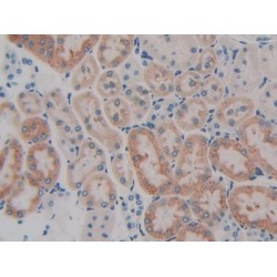 Gastric Inhibitory Polypeptide (GIP) Antibody