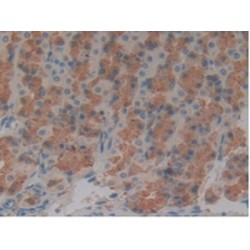 Microtubule-Associated Protein Tau (MAPT) Antibody