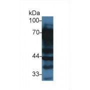 Western blot analysis of Rat Liver lysate, using Rat VTN Antibody (3 µg/ml) and HRP-conjugated Goat Anti-Rabbit antibody (<a href="https://www.abbexa.com/index.php?route=product/search&amp;search=abx400043" target="_blank">abx400043</a>, 0.2 µg/ml).