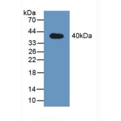 Signal Transducer And Activator of Transcription 2 (STAT2) Antibody