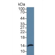 Western blot analysis of Rat Small intestine lysate, using Rat REG3a Antibody (2 µg/ml) and HRP-conjugated Goat Anti-Rabbit antibody (<a href="https://www.abbexa.com/index.php?route=product/search&amp;search=abx400043" target="_blank">abx400043</a>, 0.2 µg/ml).