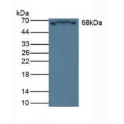 Western blot analysis of Rat Heart Tissue.