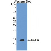 Western blot analysis of recombinant Rat Insulin.