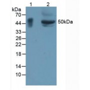 Western blot analysis of (1) Rat Large Intestine Tissue and (2) Mouse Small Intestine Tissue.