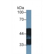 Western blot analysis of Rat Cerebrum lysate, using Rat NDRG2 Antibody (1 µg/ml) and HRP-conjugated Goat Anti-Rabbit antibody (<a href="https://www.abbexa.com/index.php?route=product/search&amp;search=abx400043" target="_blank">abx400043</a>, 0.2 µg/ml).