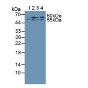 Western blot analysis of (1) Human Lung Tissue, (2) Human Jurkat Cells, (3) Human K562 Cells and (4) Human HeLa cells.