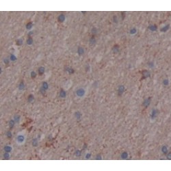 Brain Specific Angiogenesis Inhibitor 3 / BAI3 (ADGRB3) Antibody