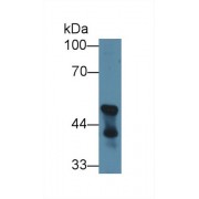 Western blot analysis of Mouse Cerebellum lysate, using Mouse CNP Antibody (1 µg/ml) and HRP-conjugated Goat Anti-Rabbit antibody (<a href="https://www.abbexa.com/index.php?route=product/search&amp;search=abx400043" target="_blank">abx400043</a>, 0.2 µg/ml).