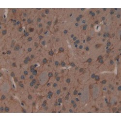 2, 3 Cyclic Nucleotide 3 Phosphohydrolase (CNP) Antibody