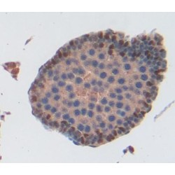 ATP Binding Cassette Transporter A9 (ABCA9) Antibody