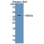 abx130564