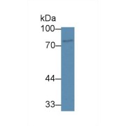 abx130567