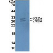 Western blot analysis of recombinant Mouse ABCG5.