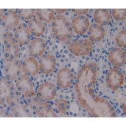 Alpha Adducin (ADD1) Antibody