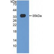 Western blot analysis of recombinant Human MXRA5.