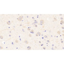 Matrix Remodelling Associated Protein 5 (MXRA5) Antibody