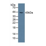 Western blot analysis of Rat Liver Tissue.