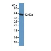 Western blot analysis of Human 293T Cells.