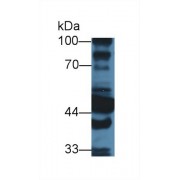 Western blot analysis of Mouse Liver lysate, using Mouse ALDH1A1 Antibody (3 µg/ml) and HRP-conjugated Goat Anti-Rabbit antibody (<a href="https://www.abbexa.com/index.php?route=product/search&amp;search=abx400043" target="_blank">abx400043</a>, 0.2 µg/ml).