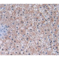 Amyloid Beta Precursor Like Protein 2 (APLP2) Antibody