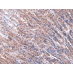 Antithrombin-III (SERPINC1) Antibody