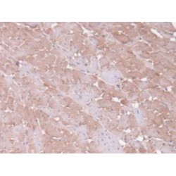 Antithrombin-III (SERPINC1) Antibody