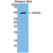 Western blot analysis of recombinant Rat BECN1.