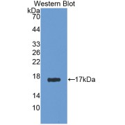 Western blot analysis of the recombinant protein.