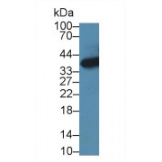 Western blot analysis of Mouse Lung lysate, using Mouse HIBCH Antibody (1 µg/ml) and HRP-conjugated Goat Anti-Rabbit antibody (<a href="https://www.abbexa.com/index.php?route=product/search&amp;search=abx400043" target="_blank">abx400043</a>, 0.2 µg/ml).